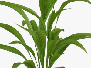 palm houseplant Modelo 3D