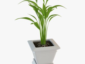 palm houseplant Modelo 3D