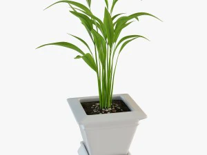 palm houseplant 3D Model