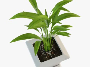 palm houseplant 3D Model