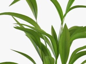 palm houseplant 3D Model