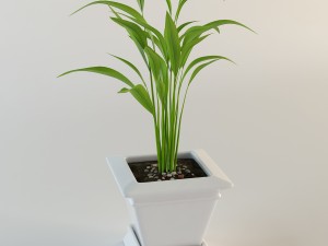 palm houseplant Modelo 3D