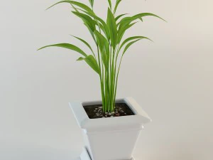 palm houseplant 3D Model