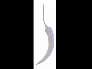 chilli pepper bunch 3D Model