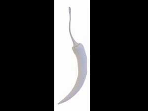 chilli pepper bunch 3D Model