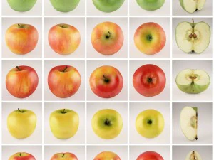 apples set with bowl and dish 3D Model