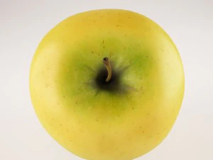 apples set with bowl and dish 3D Model