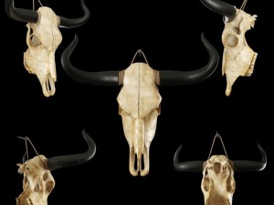 cow skull Modèle 3D