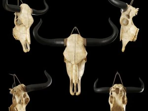 cow skull 3D Model