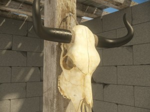 cow skull Modèle 3D