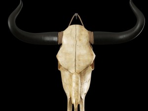 cow skull Modèle 3D