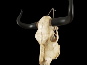cow skull Modèle 3D