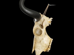 cow skull Modèle 3D