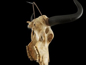 cow skull Modèle 3D