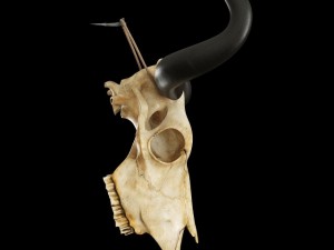 cow skull Modèle 3D