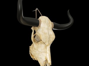cow skull Modèle 3D