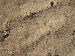ground textures Texturas CG