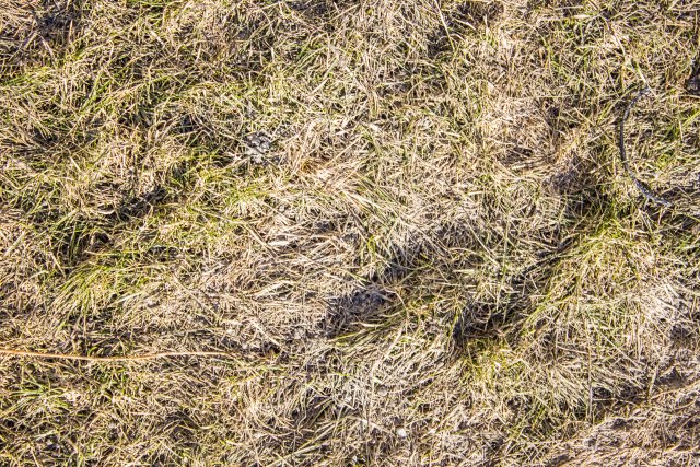 grass CG Textures .c4d .max .obj .3ds .fbx .stl .blend 