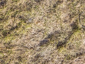 grass CG Dokuları