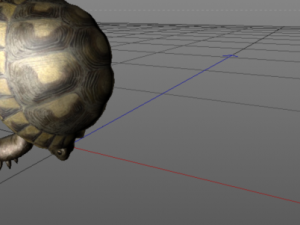 turtle  12 animations Modèle 3D