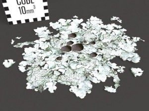 model set  lichen type 01 3D 모델