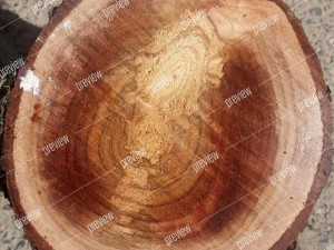 texture 6 pack  sawn grain wood 01 CG テクスチャ