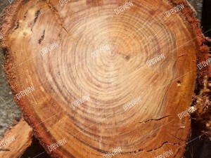 texture 6 pack  sawn grain wood 01 CG テクスチャ