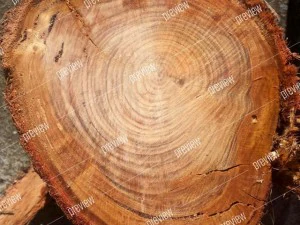 texture 6 pack  sawn grain wood 01 CG Textures