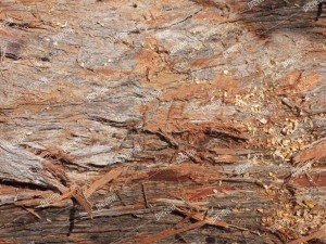 texture 4 pack  bark stringy 01 CG Текстури