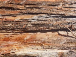 texture 4 pack  bark stringy 01 CG Текстури