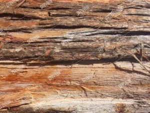texture 4 pack  bark stringy 01 CG Textures