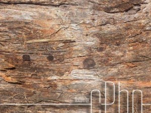 texture  bark stringy 01a CG Textures