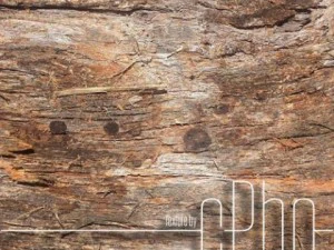 struttura corteccia fibrosa 01a CG Textures