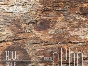 texture  bark stringy 01a CG Textures