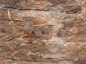 texture  bark stringy 01a CG 텍스쳐