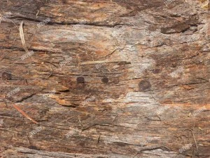 texture  bark stringy 01a CG Textures