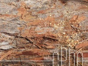 texture  bark stringy 01b CG Textures