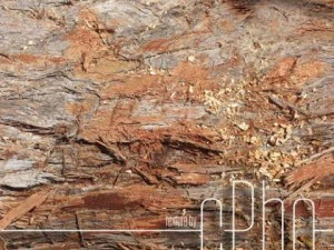 doku kabuğu lifli 01b CG Dokuları