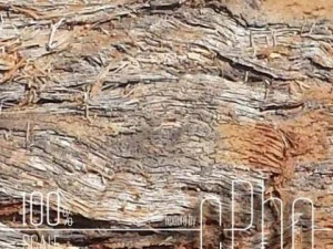 texture  bark stringy 01b CG Textures