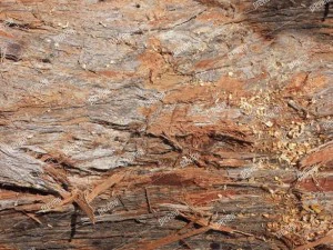 texture  bark stringy 01b CG Textures