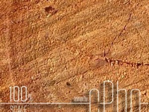 texture  sawn wood grain 01a CG 纹理