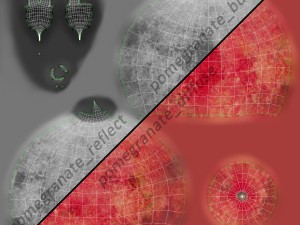 pomegranate Modelo 3D