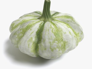 squash Modello 3D