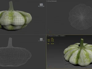 squash 3D Model