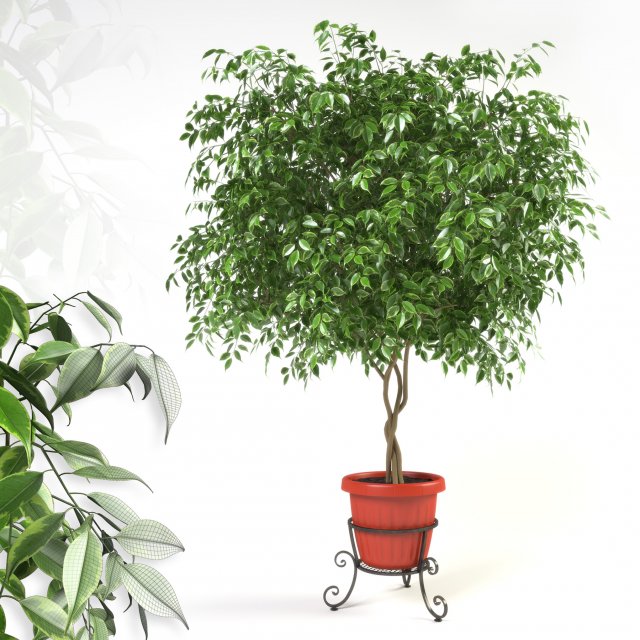 ficus benjamina 3Dモデル .c4d .max .obj .3ds .fbx .stl .blend 