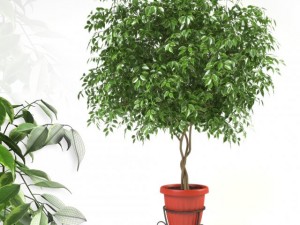 ficus benjamina Modello 3D