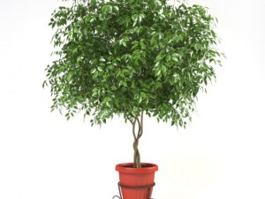 ficus benjamina 3Dモデル