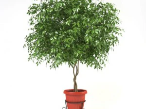 ficus benjamina Modelo 3D