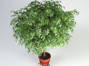 ficus benjamina 3Dモデル