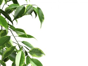 ficus benjamina 3Dモデル